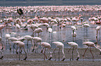 colonyof lesser flamingos